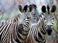 Zebras - gut getarnt?  Wieso haben Zebras so eine auffällige Musterung, sodass so schon aus der Ferne zu erkennen sind? Das scheint nur so. Bereits hier auf dem Bild wird deutlich, wie die Konturen verschwimmen, wenn sich die Zebramuster überlagern.  Die Streifen schützen die Zebras tatsächlich vor Angreifern. Zum Beispiel vor Löwen, die Zebrafleisch liebend gerne fressen und vor den Tsetse-Fliegen, die die Zebras stechen und ihr Blut saugen.  Die Streifen sollen verwirren und das funktioniert so: Wenn die Tiere angegriffen werden, rennen sie weg. Dabei bewegen sich verschiedene Körperteile in verschiedene Richtungen und das Streifenmuster verschiebt sich. Für den Löwen und die fiese Stechmücke im Landeanflug schaut das ganz komisch aus. Die Streifen wandern vor ihren Augen plötzlich von oben nach unten. Außerdem entsteht ein Effekt wie in der Disco, wenn mit einem grellen Licht in einen dunklen Raum geblitzt wird. Es scheint so, als würden sich die Zebras plötzlich ganz langsam bewegen, obwohl sie eigentlich rennen. Das verwirrt die Angreifer. Sie können die Zebras nicht mehr klar erkennen. Es wird schwieriger sie zu verfolgen und die Zebras sind gerettet.