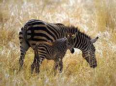 Zebra mit Jungem  Tarangiri Nationalpark - Tanzania