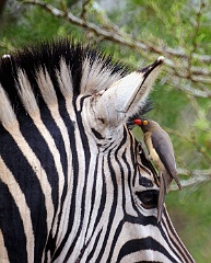 Zebra mit Vogel  Hluhluwe-iMfolozi-Park in Südafrika