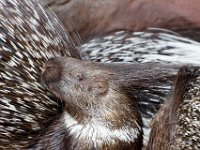 Weissschwanzstachelschwein